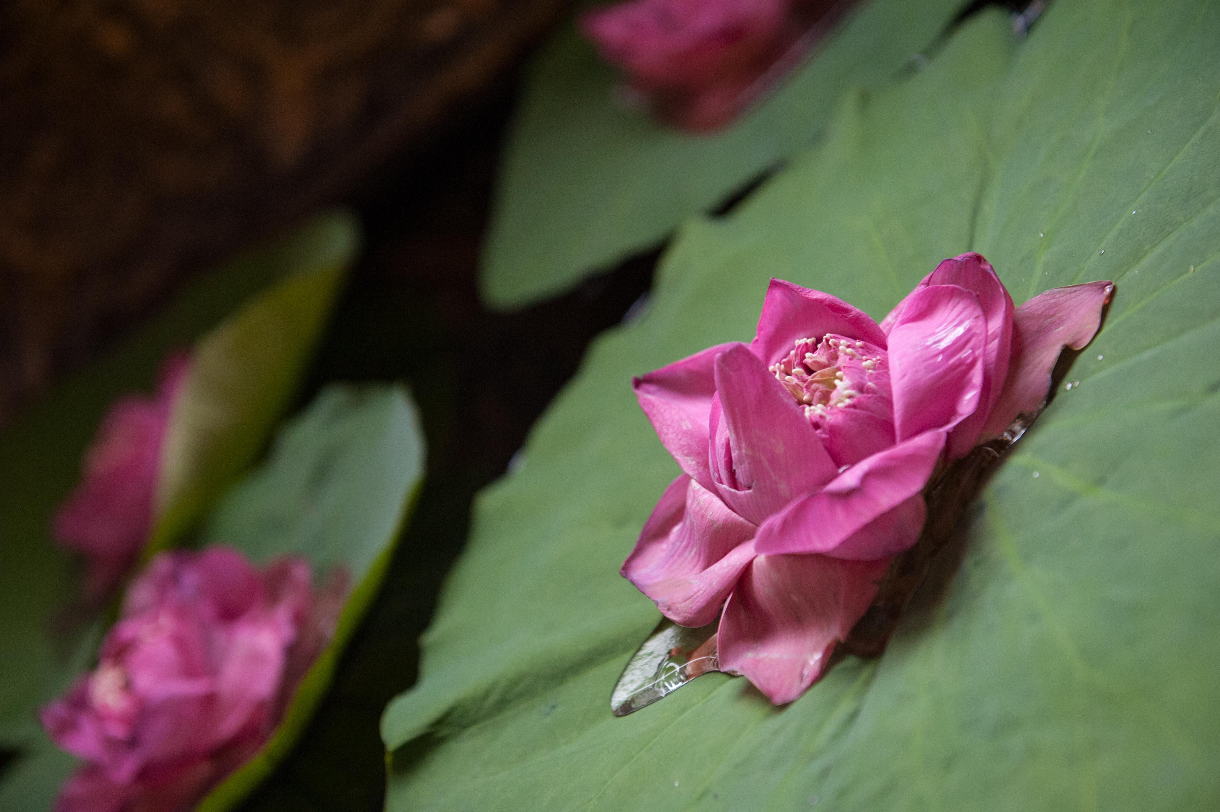Le Grand Palais Boutique Hotel Phnom Penh Ngoại thất bức ảnh